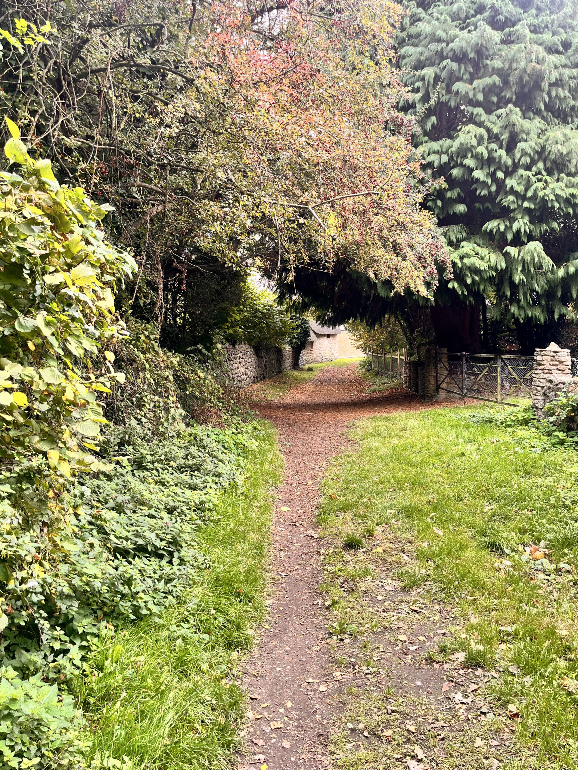Peaceful woodland path shaded by mature trees, highlighting restorative nature walk and talk therapy sessions for stress relief.